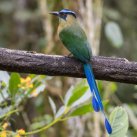 Andean Motmot